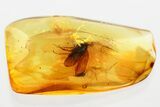 Detailed Fossil Caddisfly (Trichoptera) In Baltic Amber #372578-1